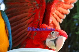 Птенцы попугаев из питомников