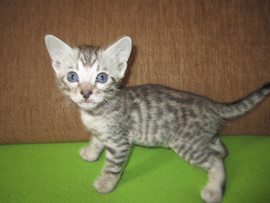 Котята Саванны!