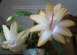 Шлюмбергеры (рождественники, Schlumbergera truncata) 3