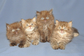 Британские длинношёрстные котята 6