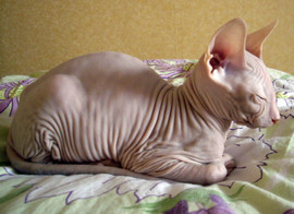 Продаются котята питерского сфинкса