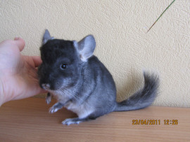 Шиншилла домашнего разведения.