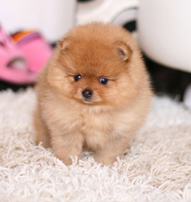 Продам собачек 8