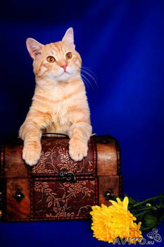 Рыжий кот в добрые руки! (1,5 года) 4