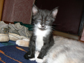 Красивые котята