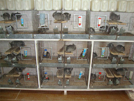 Разведение шиншилл 2