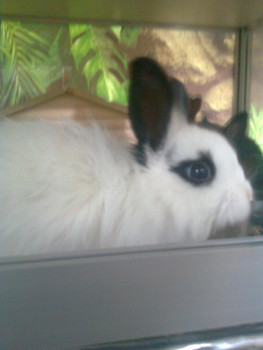 продам декоротивных кроликов разной окраски.