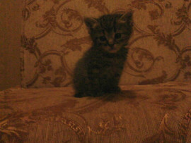 котёнка в добрые руки . 2