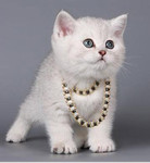 Британские серебристые котята кошечка и котик