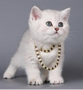 Британские серебристые котята кошечка и котик