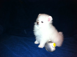 продаю щенка