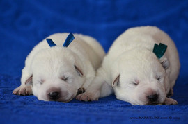 Щенки Белой Швейцарской Овчарки 2