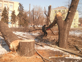 работа с деревьями (вальщик леса) 4