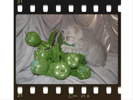 Британские котята 5