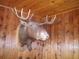 продам головы 2