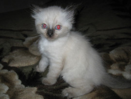 Отдам в добрые руки 2