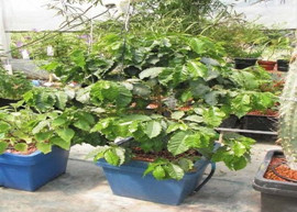 гидропонные системы