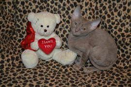 Изумительные котята корниш рекса