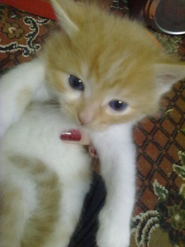 Продажа пушистых котят 3