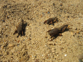 Продаём сушенные медведки