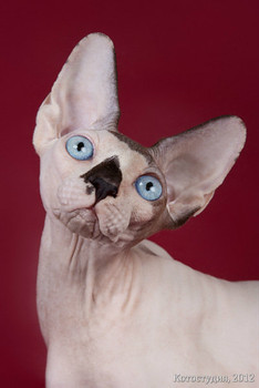 Сфинкс-восхитительный котёнок! 10