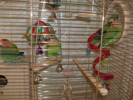 Элитные птенцы для обучения разговору