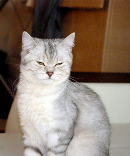 ОЧАРОВАТЕЛЬНЫЕ БРИТАНЦЫ 3