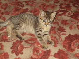 отдам котёнка