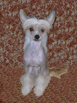 Китайская хохлатая собака - голая девочка Шоу класса