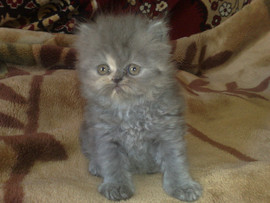 Продаю котят персидских