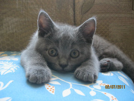 британские котята