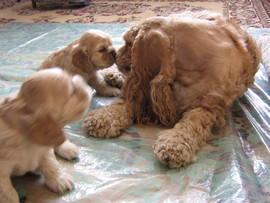 Продаются щенки американского кокер-спаниеля.