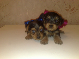 Щенки йорка