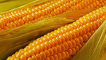 Помогу купить и отгрузить кукурузу в очень больших объемах