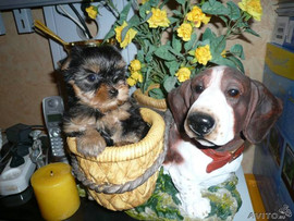 продажа щенков 3