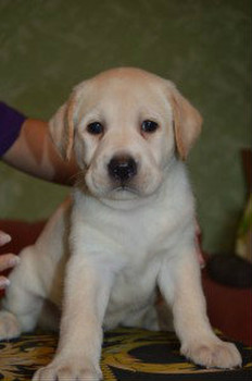 Продам отличных щенков лабрадора 3