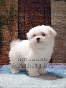 Мальтезе девочка - игрушечка