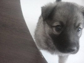 Щенок солнышко в Ваш дом.