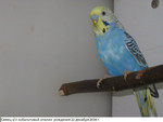 Продаются самцы волнистого попугая молоденькие красивого окраса.