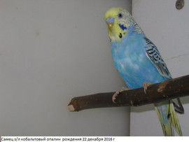Продаются самцы волнистого попугая молоденькие красивого окраса.