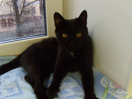 Отдаю в дар кошечку