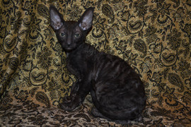 Роскошная девочка Корниш рекса