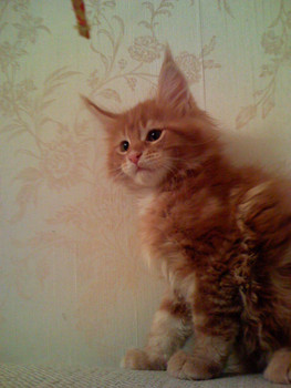 Шикарный клубный котенок 2