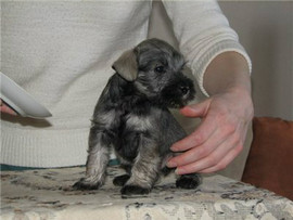 Щенки Цвергшнауцера пс из питомника.