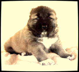 Кавказята Чемпионов. Питомник ''СТРАЖ РИФЕЕВ"