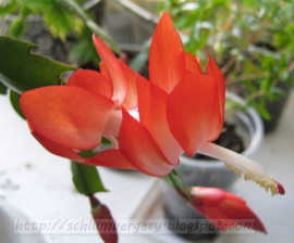 Шлюмбергеры (рождественники, Schlumbergera truncata) 4