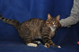 Нежный котик-подросток Марсель 2