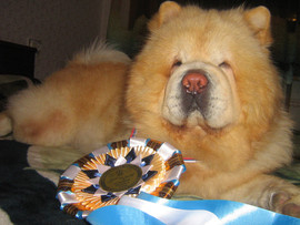 Кобель для вязки (Чау-Чау)