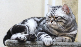 Британские серебристые мраморные с зелёными глазами котята 3