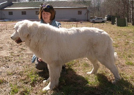 Щенки польской подгалянской овчарки.